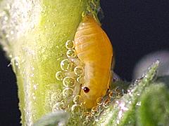 Meadow Spittlebug nymph